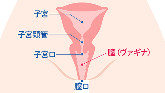 体内の女性器を正面から描いたイラスト。上から子宮・子宮頸管・子宮口・膣（ヴァギナ）・膣口が表されている