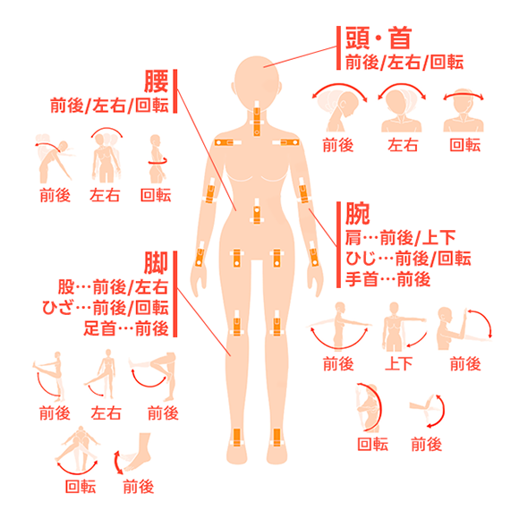 腰　前後/左右/回転、頭・首　前後/左右/回転、脚　股…前後/左右、ひざ…前後/回転、足首…前後、腕　肩…前後/上下、ひじ…前後/回転、手首…前後